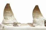 Mosasaur Jaw Section with Two Teeth - Morocco #220257-3
